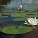 water-lily-flower-2633791_960_720