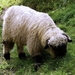 black-nosed-sheep-2686420_960_720
