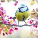 spring-bird-2295434_960_720