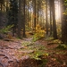 forest-2942484_960_720