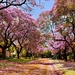 Cherry-Blossom-Tree-Wallpapers-037
