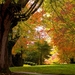 foliage-trees-path-leaves-fall-park