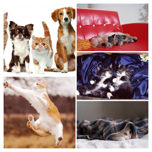 foto-springende-kat-hd-katten-bureaublad-achtergrond-COLLAGE