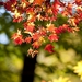 autumn-leaves-2809353_960_720