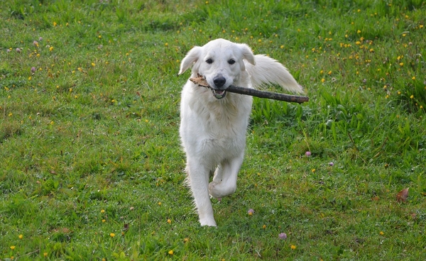 dog-golden-retriever-2819563_960_720