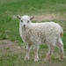 sheep-2807430_960_720