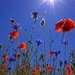 field-of-poppies-807871_960_720