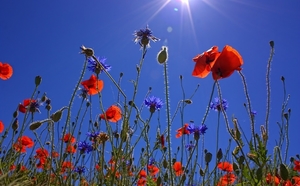 field-of-poppies-807871_960_720