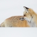 red-fox-2343600_960_720
