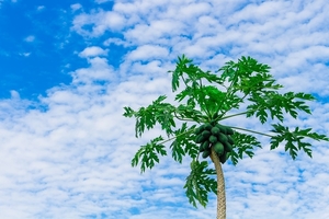 papaya-tree-2918226_960_720