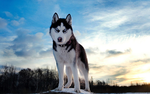 dieren-wolf-wallpaper-hd-wolven-achtergrond-foto