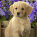 hd-honden-wallpaper-met-een-schattige-lieve-hond-en-paarse-bloeme