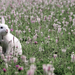 hd-konijnen-wallpaper-met-een-wit-konijn-tussen-de-bloemen-achter