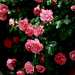 hd-rozen-wallpaper-met-een-grote-struik-vol-met-roze-rozen-achter
