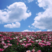 hd-bloemen-wallpaper-met-een-veld-vol-roze-en-witte-bloemen-achte