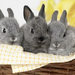 hd-konijnen-wallpaper-met-drie-grijze-konijnen-in-een-mand-hd-kon
