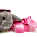 hd-konijnen-wallpaper-met-een-konijn-in-een-roze-doos-hd-konijnen