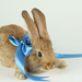 hd-konijnen-wallpaper-met-een-konijn-met-blauw-strikje-achtergron