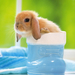 hd-konijnen-wallpaper-met-een-lief-klein-konijntje-in-een-laars-a