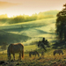 hd-landschap-achtergrond-met-paarden-in-het-weiland-paarden-wallp