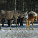 hd-paarden-wallpaper-met-paarden-in-de-sneeuw-hd-paarden-achtergr