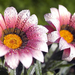 hd-bloemen-wallpaper-met-twee-wit-roze-bloemen-hd-achtergrond