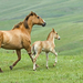 hd-achtergrond-met-een-bruin-paard-met-een-veulen-in-het-weiland-