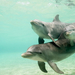 hd-dolfijn-achtergrond-drie-dolfijnen-zwemmen-in-de-zee-hd-wallpa