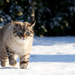 hd-kat-achtergrond-een-kat-in-de-sneeuw-kat-wallpaper