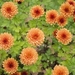 chrysanthemum-2891634_960_720