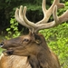 moose-deer-hd_1853084767