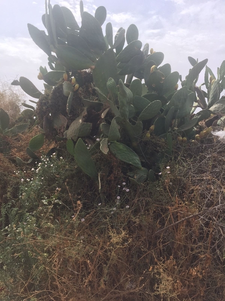 IMG-20170905-WA0120