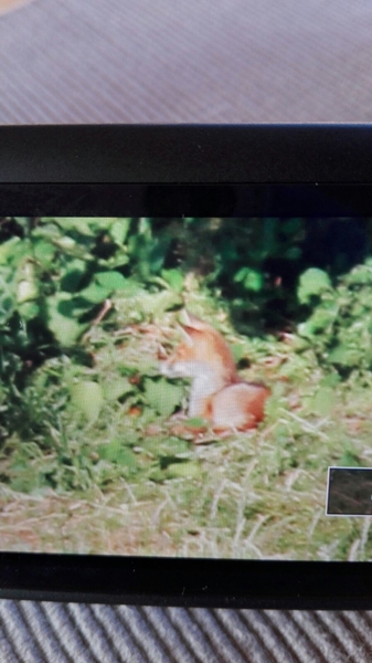 IMG-20170613-WA0000