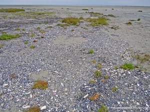 Schelpenzand in wording.