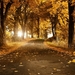 Autumn-trees-road-yellow-leaves-sun-rays_1440x900