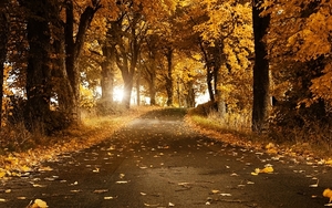 Autumn-trees-road-yellow-leaves-sun-rays_1440x900