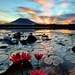lily-pad-flower-wallpaper8