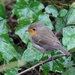 Roodborst - Erithacus rubecula IMG-0235