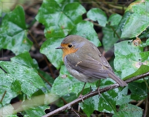 Roodborst - Erithacus rubecula IMG-0235