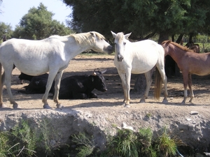 Paarden in het wild