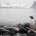 hd-pinguin-achtergrond-met-een-pinguin-op-de-rotsen-bij-een-groot