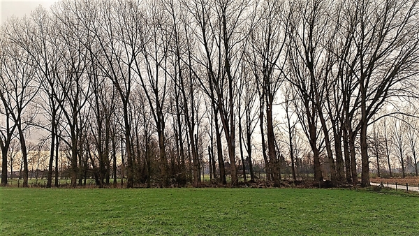 WSV DE Kadees wandeling Hofstade