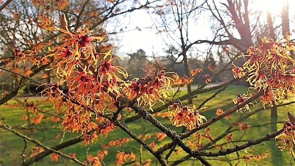 2018_02_04 Stadspark Aalst 06