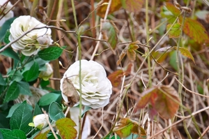 ONTLUIKENDE NATUUR WANDELING ....