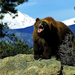 hd-beren-achtergrond-met-een-gevaarlijke-bruine-beer-wallpaper-fo