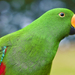 hd-vogel-wallpaper-met-een-groene-papegaai-hd-papegaaien-achtergr