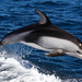 hd-dolfijn-achtergrond-met-een-springende-dolfijn-wallpaper-foto