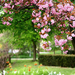 hd-lente-achtergrond-met-roze-bloemen-aan-een-boom-hd-lente-wallp