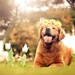 hd-honden-wallpaper-met-een-hond-met-bloemen-op-zijn-kop-hd-hond-