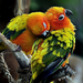 hd-papegaaien-achtergrond-met-twee-papegaaien-aan-het-knuffelen-h